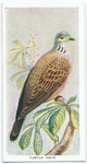 Turtle-dove.