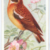 Whinchat.