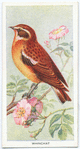 Whinchat.