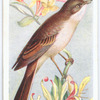 Whitethroat.