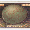 Blackbird's egg.
