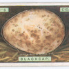 Blackcap's egg.