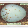 Bullfinch's egg.