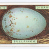 Bullfinch's egg.
