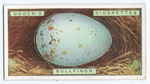 Bullfinch's egg.