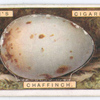 Chaffinch's egg.