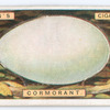 Cormorant's egg.