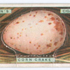 Corn-crake's egg.
