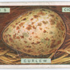 Curlew's egg.
