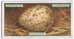 Curlew's egg.