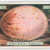 Golden eagle's egg.