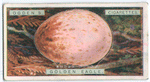Golden eagle's egg.