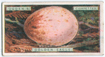 Golden eagle's egg.