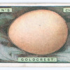 Goldcrest's egg.