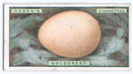 Goldcrest's egg.