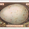 Goldfinch's egg.