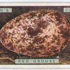 Red grouse's egg.