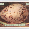 Common gull's egg.