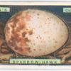 Sparrow hawk's egg.