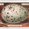 Jackdaw's egg.