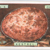 Kestrel's egg.