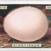 Kingfisher's egg.