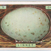 Linnet's egg.