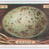 Magpie's egg.