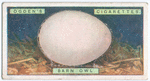 Barn owl's egg.
