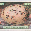 Oystercatcher's egg.