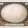Wood pigeon's egg.