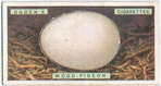 Wood pigeon's egg.