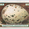 Common sandpiper's egg.