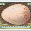 Red-backed shrike's egg.