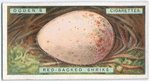 Red-backed shrike's egg.