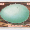 Starling's egg.
