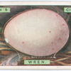 Wren's egg.