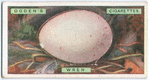 Wren's egg.