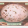 Swallow's egg.