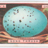 Song thrush's egg.