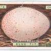 Blue tit's egg.