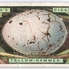 Yellow hammer's egg.