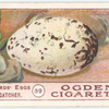 Oyster catcher.