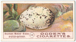 Oyster catcher.