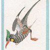 Birds of the East.