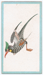 Birds of the East.