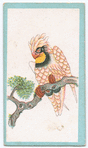 Birds of the East.