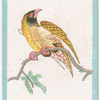 Birds of the East.