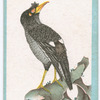 Birds of the East.