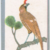 Birds of the East.